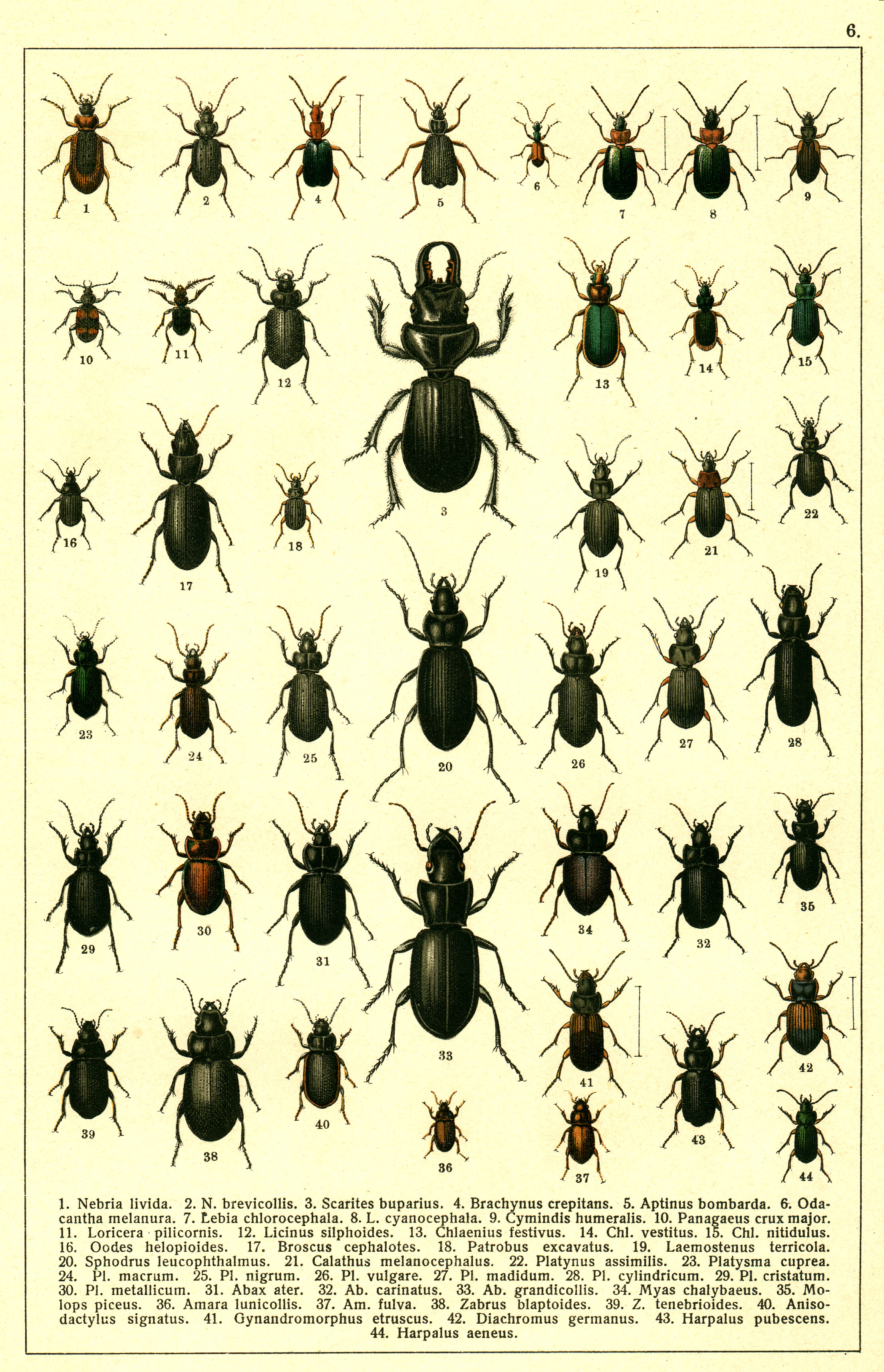Les coléoptères - Planche de Gueorgui Jacobson n° 6