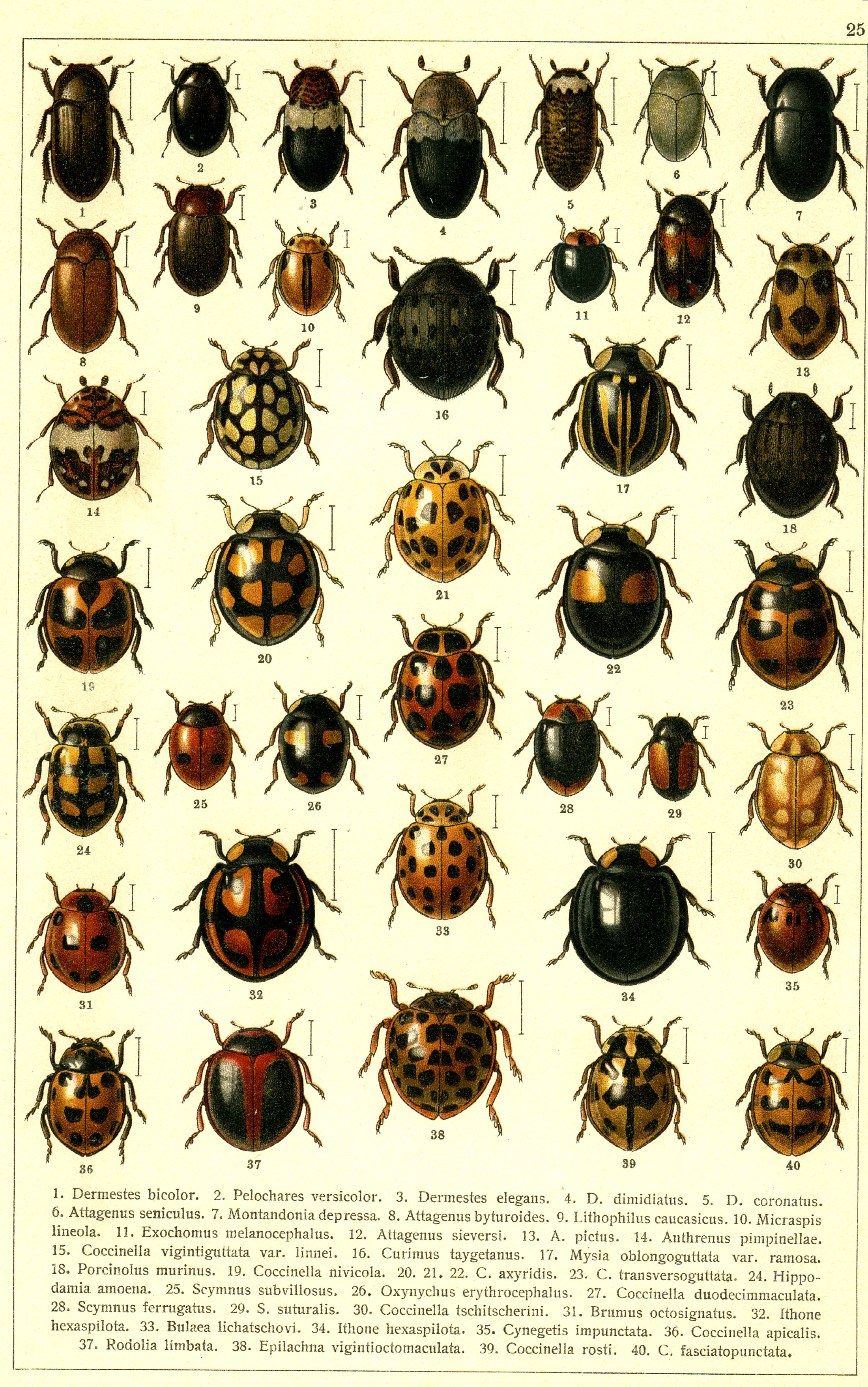 Les coléoptères - Planche de Gueorgui Jacobson n° 25
