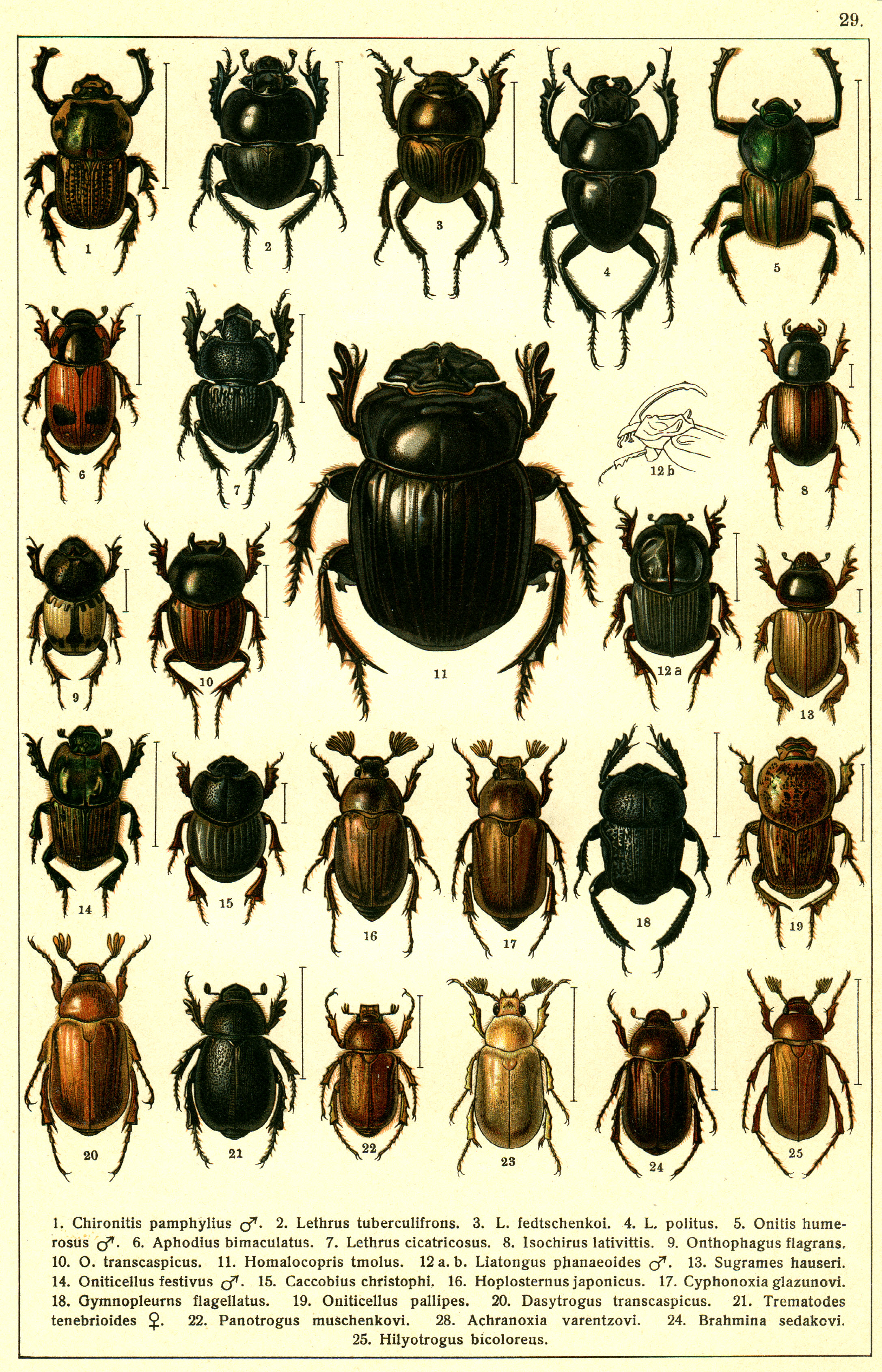 Les coléoptères - Planche de Gueorgui Jacobson n° 29