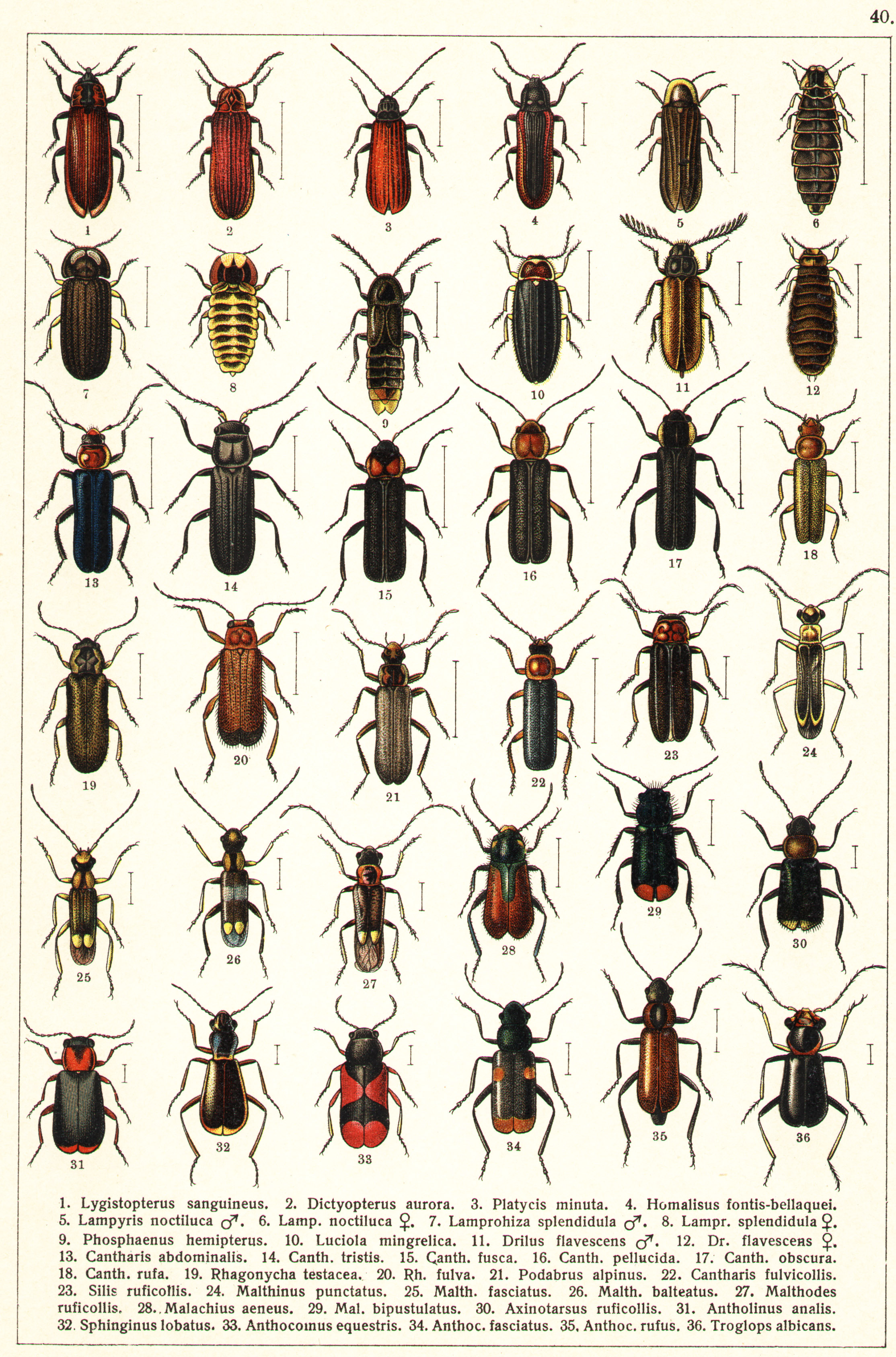 Les coléoptères - Planche de Gueorgui Jacobson n° 40