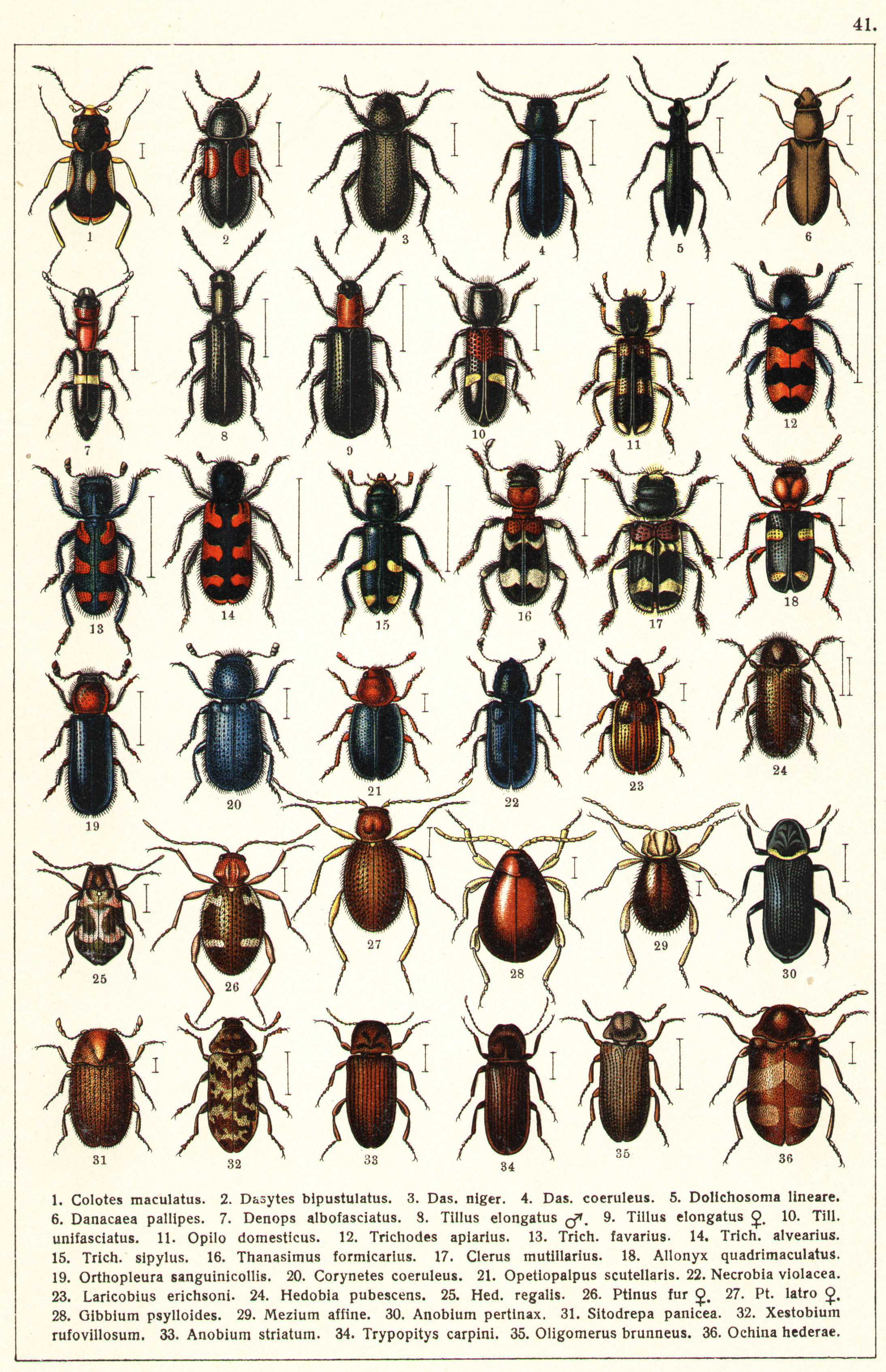 Les coléoptères - Planche de Gueorgui Jacobson n° 41