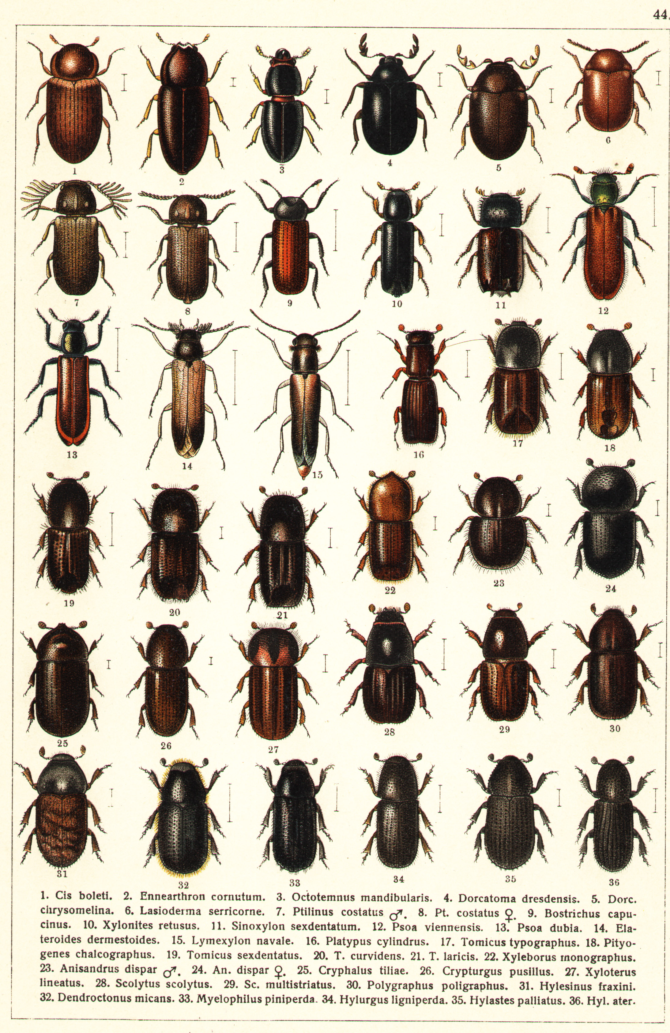 Les coléoptères - Planche de Gueorgui Jacobson n° 44