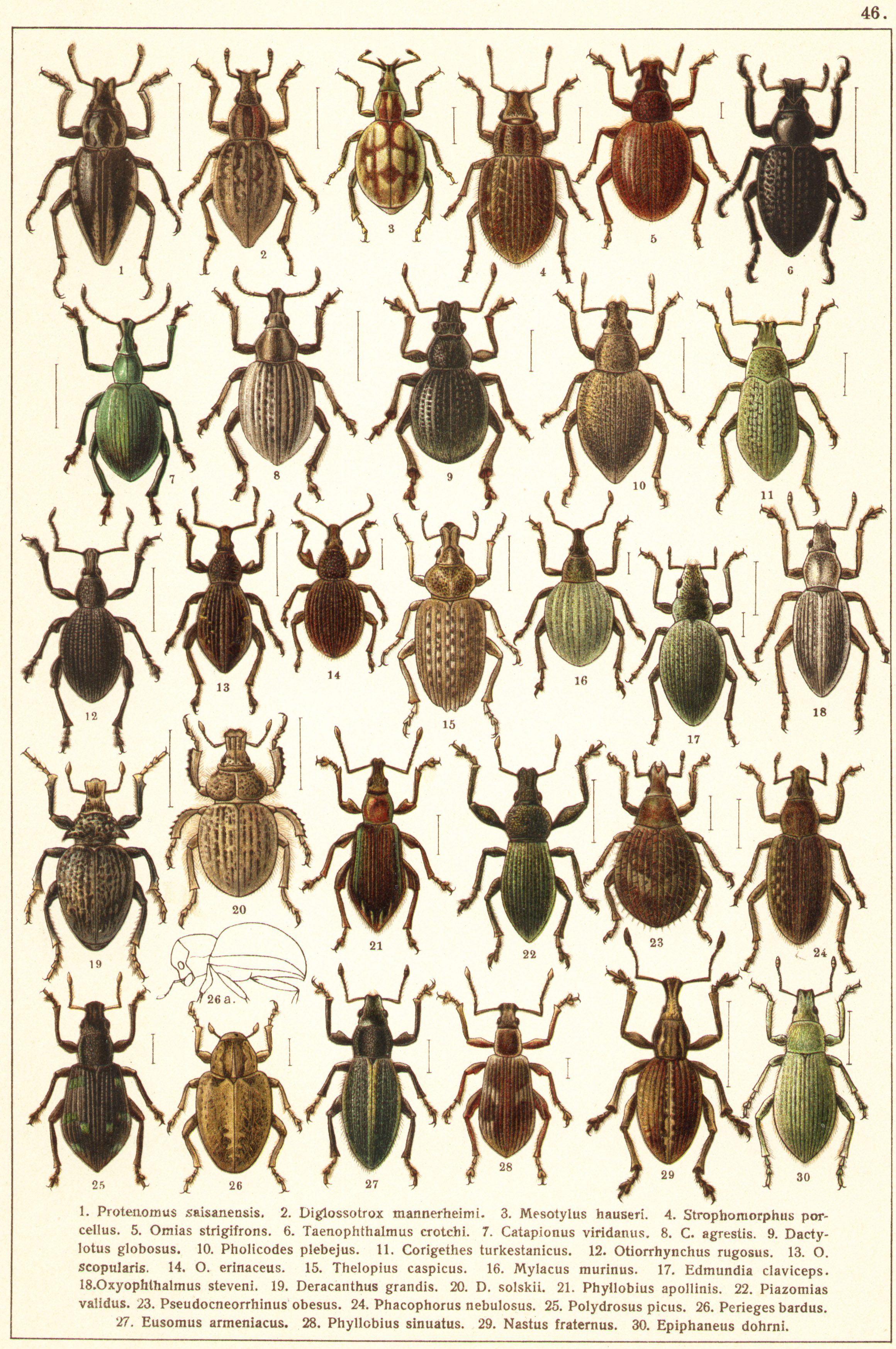Les coléoptères - Planche de Gueorgui Jacobson n° 46