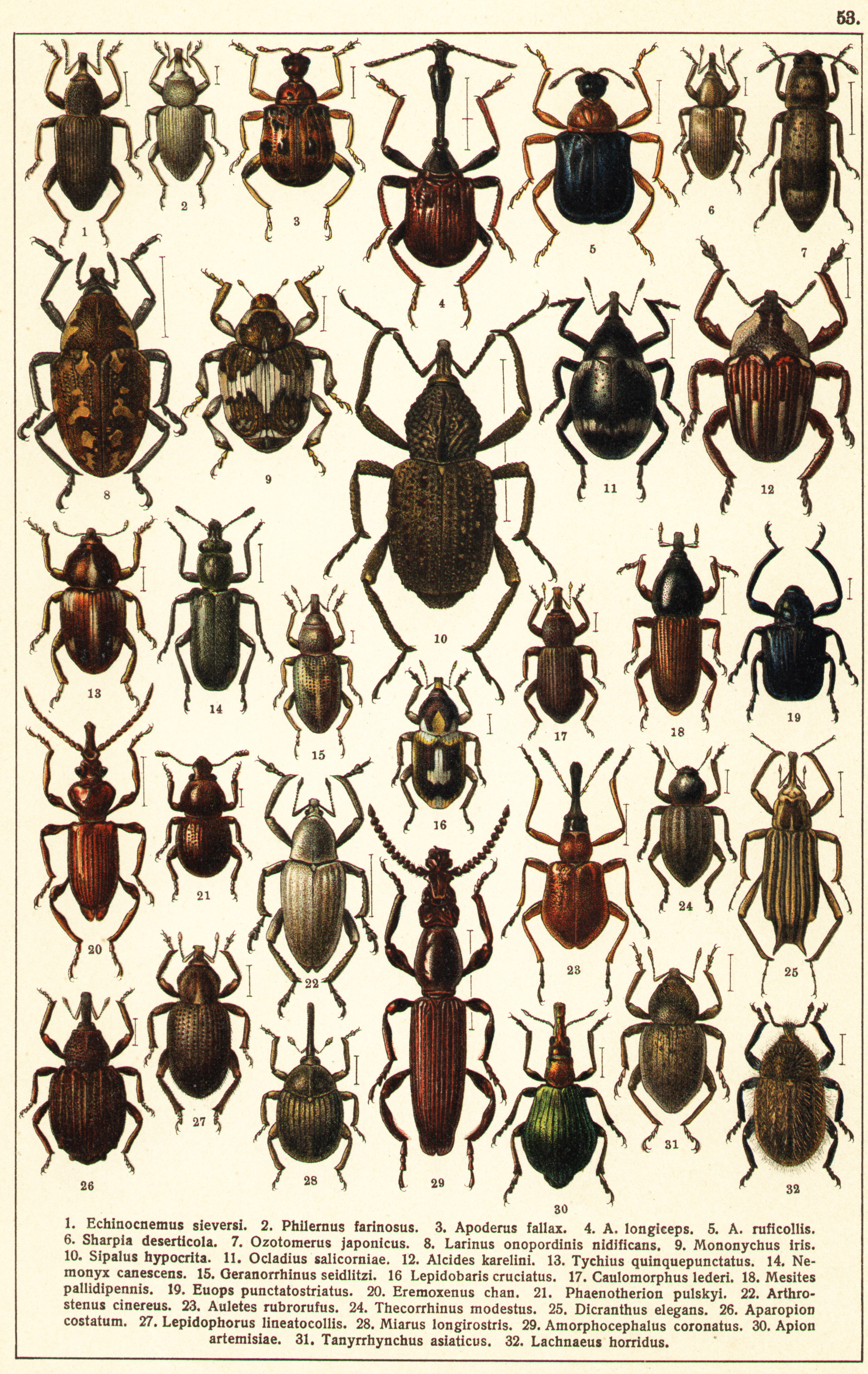 Les coléoptères - Planche de Gueorgui Jacobson n° 53