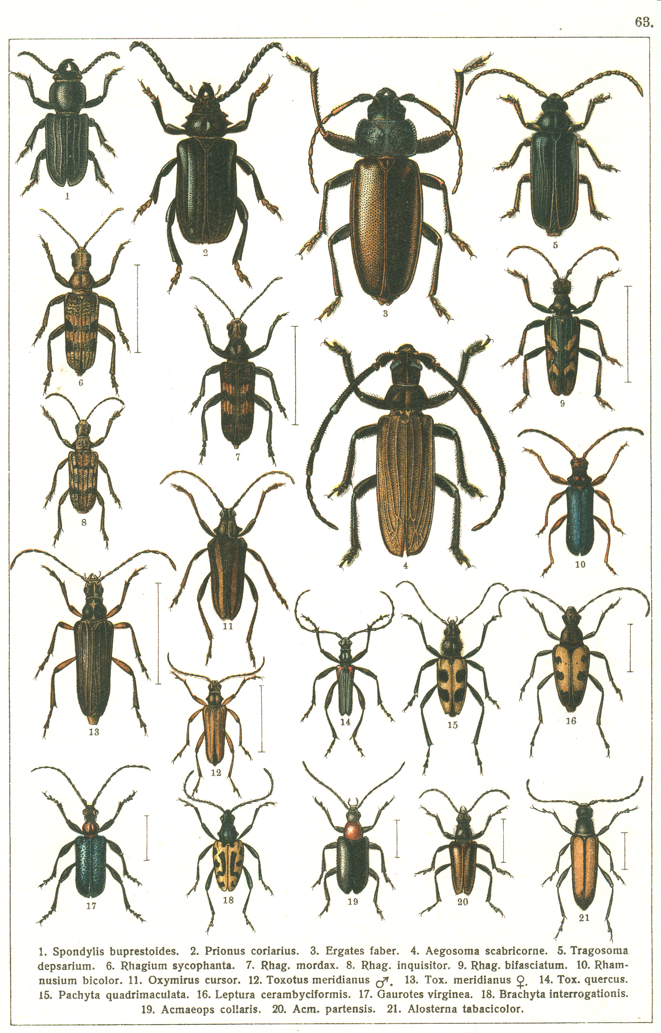 Les coléoptères - Planche de Gueorgui Jacobson n° 63