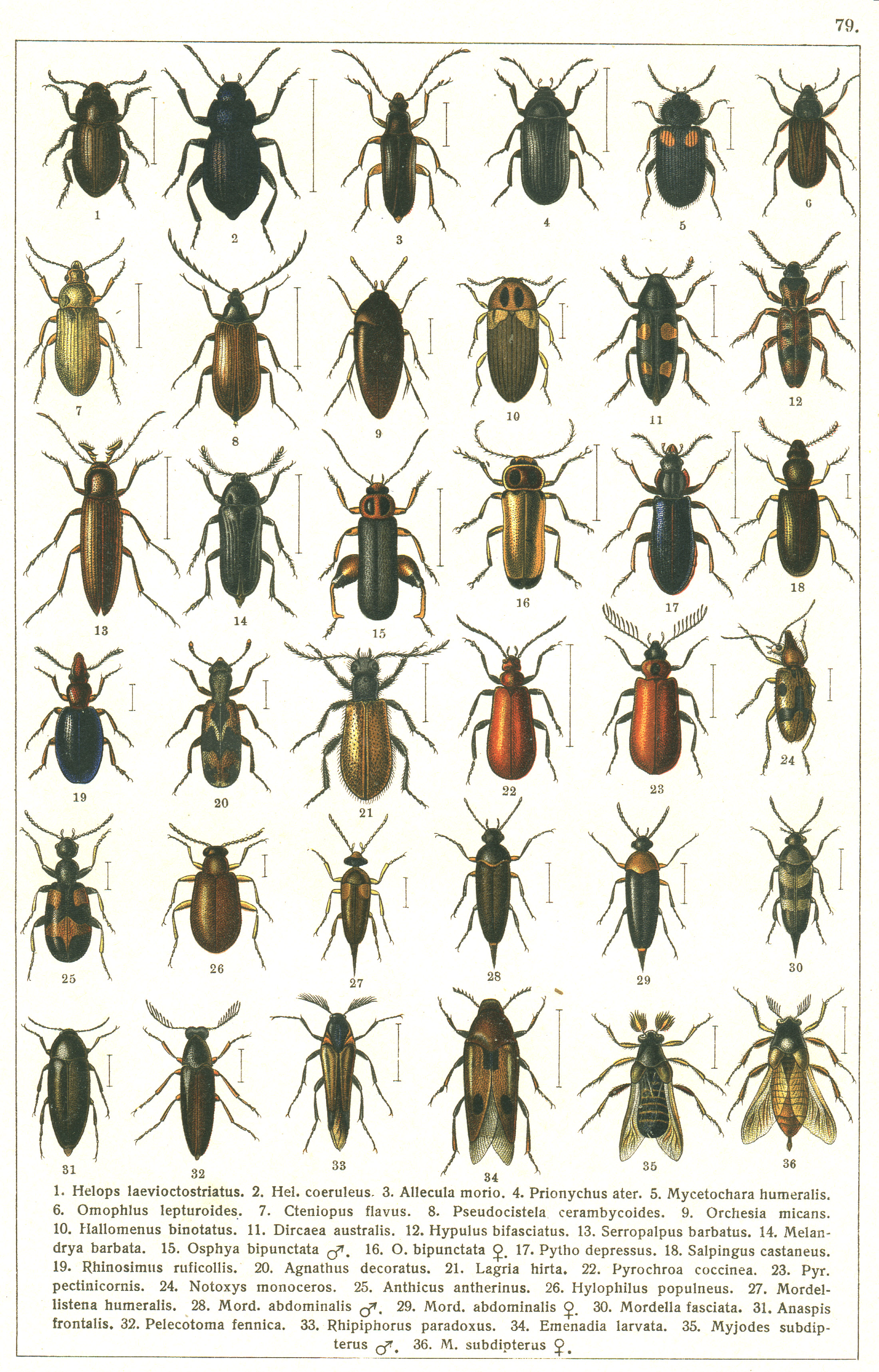 Les coléoptères - Planche de Gueorgui Jacobson n° 79