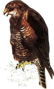 Buse variable.