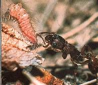 Azuré du serpolet. Chenille saisie par une fourmi rouge. Cliquer pour agrandir l'image.