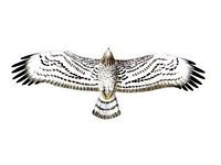 Circaète jean-le-blanc, Dessin du dessous des ailes. Cliquer pour agrandir l'image.