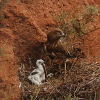 Circaète jean-le-blanc, Au nid avec un jeune. Cliquer pour agrandir l'image.