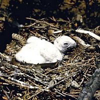 Circaète jean-le-blanc, Jeune au nid. Cliquer pour agrandir l'image.