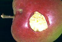 Pomme rongée par un mulot sylvestre