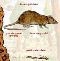 Le rat brun ou rat d'égout. Dessin d'identification. Cliquer pour agrandir l'image.