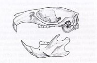 Le rat brun ou rat d'égout. Crâne et mandibules. Cliquer pour agrandir l'image.