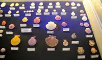 Le musée maritime de Bodrum en Anatolie. Collection de coquillages. Cliquer pour agrandir l'image.