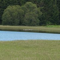 L'étang de Pulvérières en Auvergne. Oies bernache. Cliquer pour agrandir l'image.
