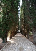 Die Kartause von Valldemossa - Cypress Auffahrt. Klicken, um das Bild zu vergrößern.