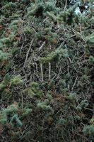 La flora y la fauna de las Islas Baleares - Cypress. Haga clic para ampliar la imagen.