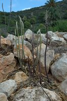 La flora y la fauna de las Islas Baleares - squill marítima (Drimia maritima). Haga clic para ampliar la imagen.