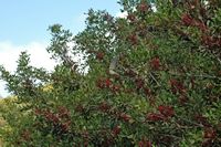 La flora y la fauna de las Islas Baleares - Pearlbush (Pistacia lentiscus). Haga clic para ampliar la imagen.