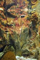 De fauna van het eiland van Cabrera in Majorca - Te identificeren vis. Klikken om het beeld te vergroten.