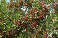 Die Flora der Insel Cabrera in Mallorca - Balearen-Buchsbaum (Buxus Balearica). Klicken, um das Bild zu vergrößern.