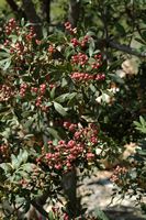 De flora van het eiland van Cabrera in Majorca - Bukshout van Balearen (Buxus Balearica). Klikken om het beeld te vergroten.