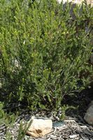 La flora dell'isola di Cabrera a Mallorca - Brughiera a fiori numerosi (Erica multiflora). Clicca per ingrandire l'immagine.