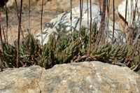 The flora of the island of Cabrera in Mallorca - Nice Stonecrop (Sedum sediforme). Click to enlarge the image.