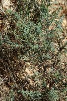 La flora dell'isola di Cabrera a Mallorca - Ruta a strati stretti (Ruta angustifolia). Clicca per ingrandire l'immagine.