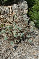 Die Flora der Insel Cabrera in Mallorca - Wolfsmilch Buschland (Euphorbia characias). Klicken, um das Bild zu vergrößern.