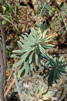 Die Flora der Insel Cabrera in Mallorca - Wolfsmilch Buschland (Euphorbia characias). Klicken, um das Bild zu vergrößern.