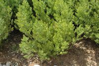 Die Flora der Insel Cabrera in Mallorca - Holly gefälschte Stechpalme (Ruscus aculeatus). Klicken, um das Bild zu vergrößern.