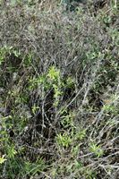 La flora de la isla de Cabrera en Mallorca - Mallorca eléboro (Helleborus lividus). Haga clic para ampliar la imagen.