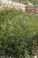 Die Flora der Insel Cabrera in Mallorca - Camélée drei Schalen (Cneorum tricoccon). Klicken, um das Bild zu vergrößern.