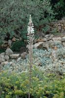 La flora dell'isola di Cabrera a Mallorca - Scilla marittima (Drimia maritima). Clicca per ingrandire l'immagine.