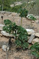 Die Flora der Insel Cabrera in Mallorca - Königliches Purpur (Malva arborea). Klicken, um das Bild zu vergrößern.