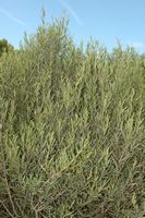 Die Flora der Insel Cabrera in Mallorca - Wired engen Blatt (Phillyrea angustifolia). Klicken, um das Bild zu vergrößern.