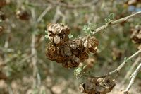 La flora dell'isola di Cabrera a Mallorca - Alfalfa arborescente (Medicago citrina). Clicca per ingrandire l'immagine.