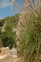 Die Flora der Insel Cabrera in Mallorca - Ampelodesmos Mauretanien (Ampelodesmos mauritanicus). Klicken, um das Bild zu vergrößern.