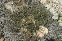 La flora de la isla de Cabrera en Mallorca - Roquette mar (Cakile maritima). Haga clic para ampliar la imagen.