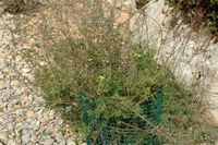 De flora van het eiland van Cabrera in Majorca - Diplotaxis van Ibiza (Diplotaxis ibicensis). Klikken om het beeld te vergroten.