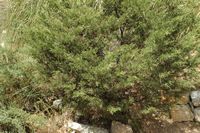 The flora of the island of Cabrera in Mallorca - Phoenician juniper (Juniperus phoenicea). Click to enlarge the image.