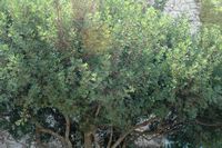 La flora de la isla de Cabrera en Mallorca - Pearlbush (Pistacia lentiscus). Haga clic para ampliar la imagen.