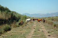 The Albufera Natural Park is in Mallorca - Herd of cows and horses. Click to enlarge the image.
