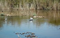 The Albufera Natural Park is in Mallorca - stilt, egret and coot. Click to enlarge the image.