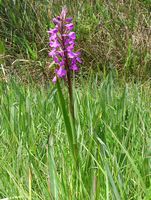 The Albufera Natural Park is in Mallorca - Marsh Orchis (Orchis palustris) (author Orchid). Click to enlarge the image.