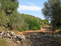 Parque Natural de Mondragó, Mallorca. La vegetación detrás de la playa S'Amarador (autor Olaf Tausch). Haga clic para ampliar la imagen.
