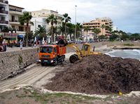 Het dorp van Cala Millor in Majorca - Verwijdering van Posidonia op het strand (auteur Olaf Tausch). Klikken om het beeld te vergroten.