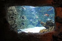 A aldeia de Colónia de Sant Jordi em Maiorca - O aquário do Centro dos visitantes Cabrera. Clicar para ampliar a imagem.